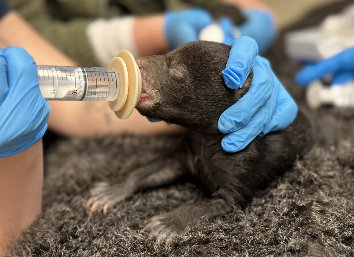 The other two siblings were considered mostly healthy by the wildlife staff.