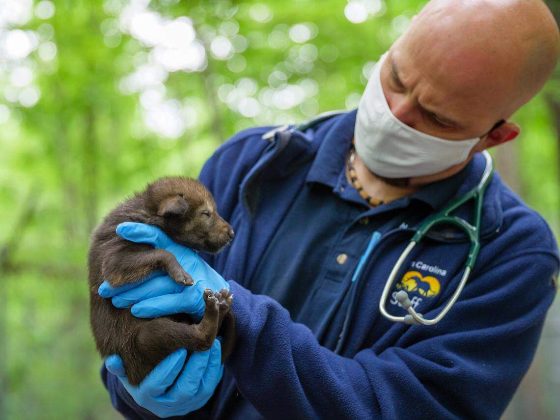 The zoo is considering vaccinating the bears, American Red Wolves, otters and skunks — whichever are most susceptible to the virus — once they finish with the great apes and big cats, director of animal health Jb Minter said.