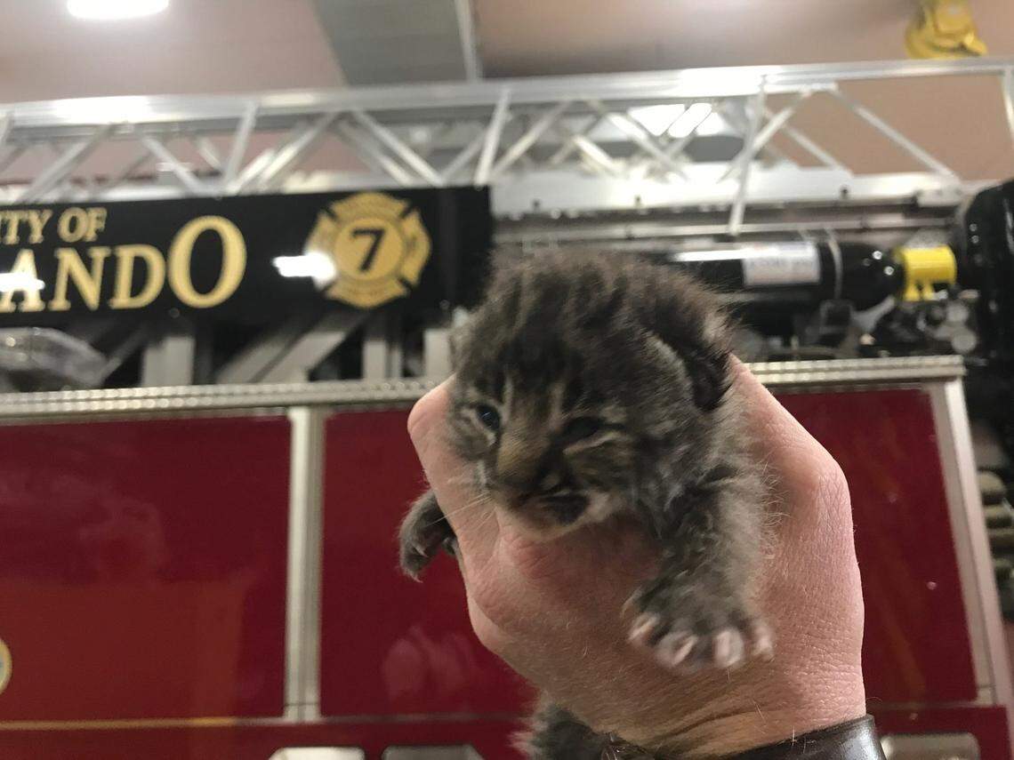 This isn’t a “baby cheetah” or a house cat —&nbsp;it’s a two-week-old bobcat, which was dropped off at an Orlando, Florida, fire station on April 25, 2019, by a man who mistook it for a cheetah, according to firefighters.