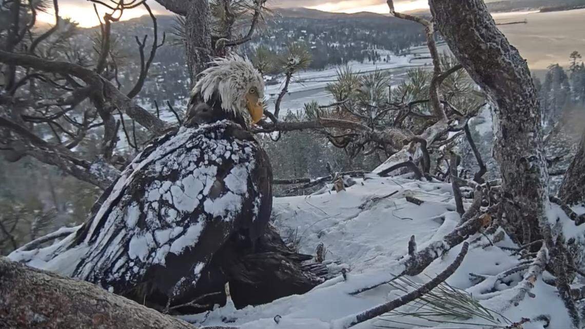 Friends of Big Bear Valley’s nest camera livestream captured the death of an eaglet named Cookie, likely caused by hypothermia after a storm hit Big Bear Lake, California. Here a parent eagle wakes after the bad weather.