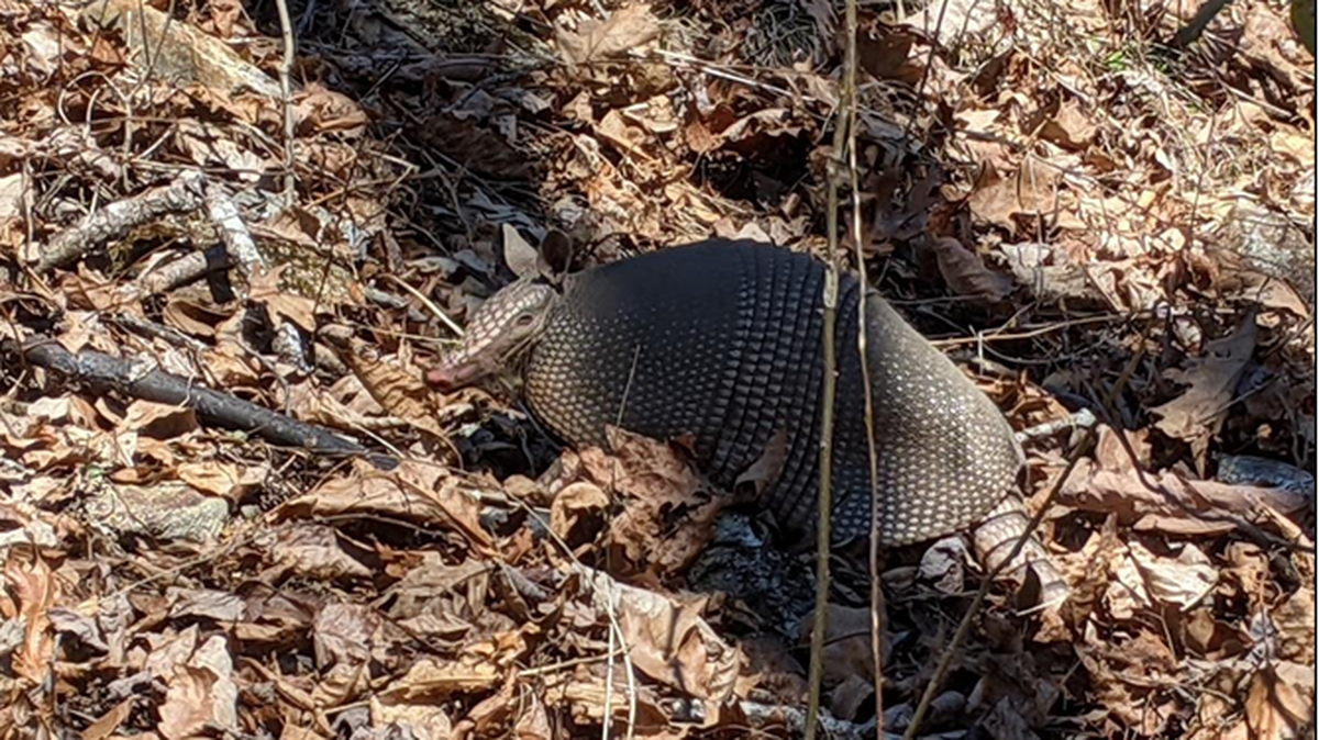 Nine-banded armadillos came to North Carolina over a decade ago, and they’re most likely here to stay in the state.