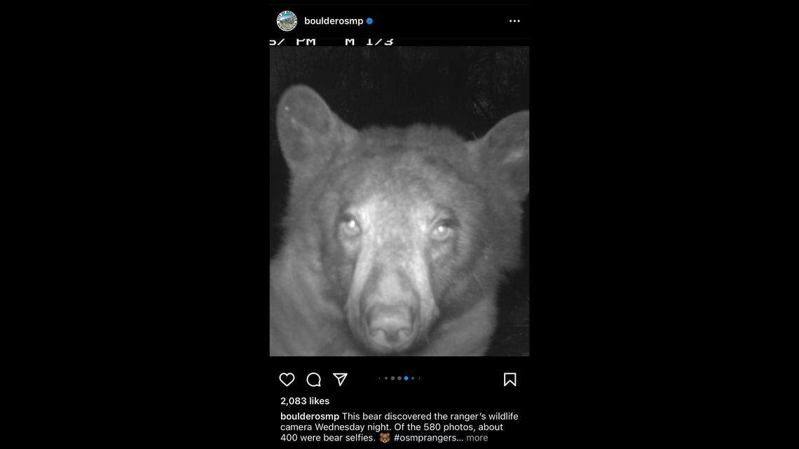 A curious bear stumbled upon a trail camera and snapped 400 “selfies,” Colorado officials say.