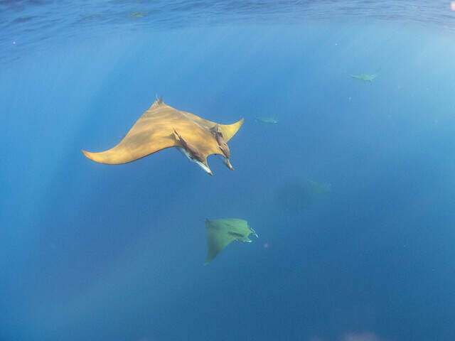Giant sea creature spotted off US coast for first time: study | Miami ...