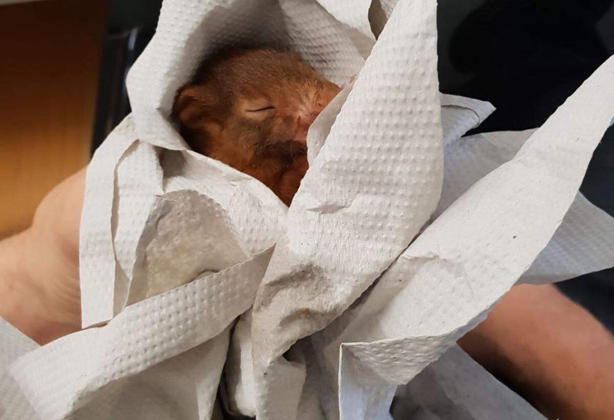Karl Friedrich, the new mascot of the Polizei Karlsruhe, has a nap after giving a terrified man a chase Thursday.
