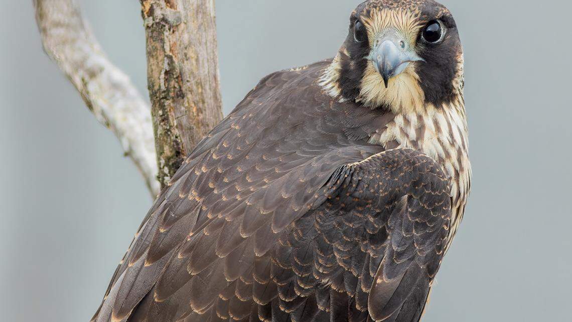 Peregrine falcons are one of nature’s fastest hunters, according to experts.