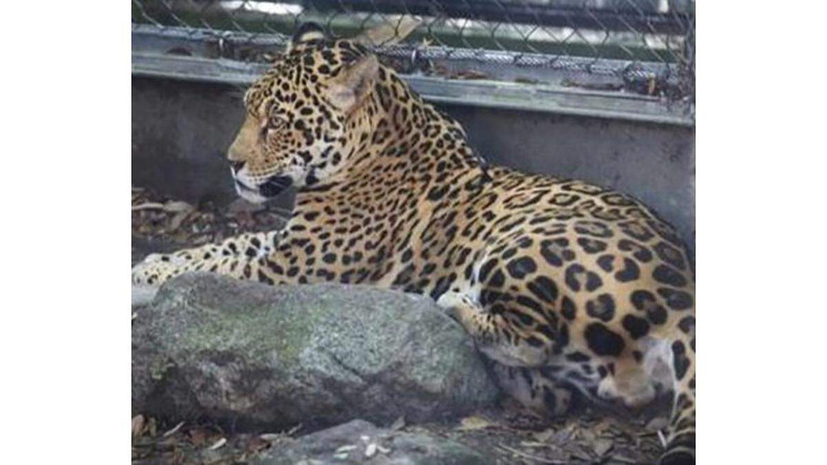 Valerio is the adult male jaguar that escaped from "Jaguar Jungle" at the Audubon Nature Institute Saturday morning and killed six other animals at the zoo.
