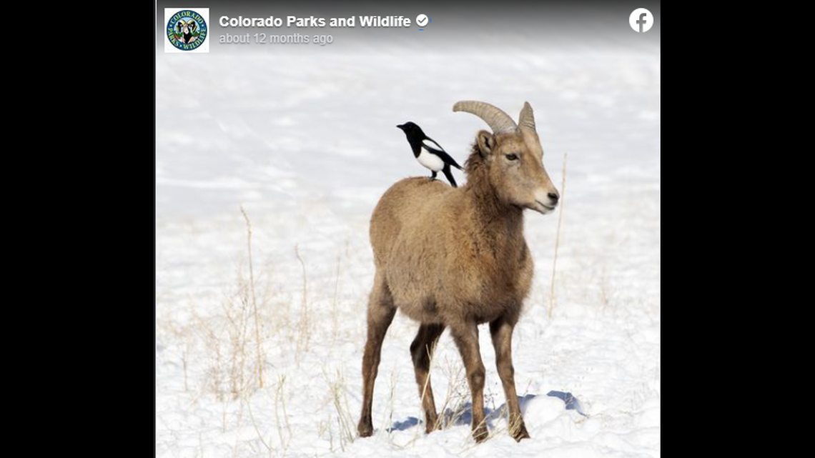 Photos of a magpie and a bighorn sheep show the unlikely pair’s symbiotic relationship, Colorado Parks and Wildlife says.