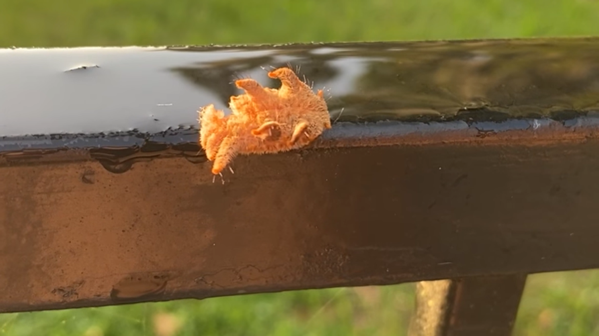 A monkey slug caterpillar crawls across a rail in video from the Florida Fish and Wildlife Commission’s Facebook page.