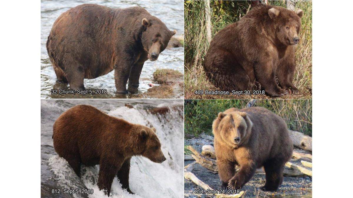 Some of the chunkiest brown bears in Alaska are vying for the title of “fattest bear on the river.”