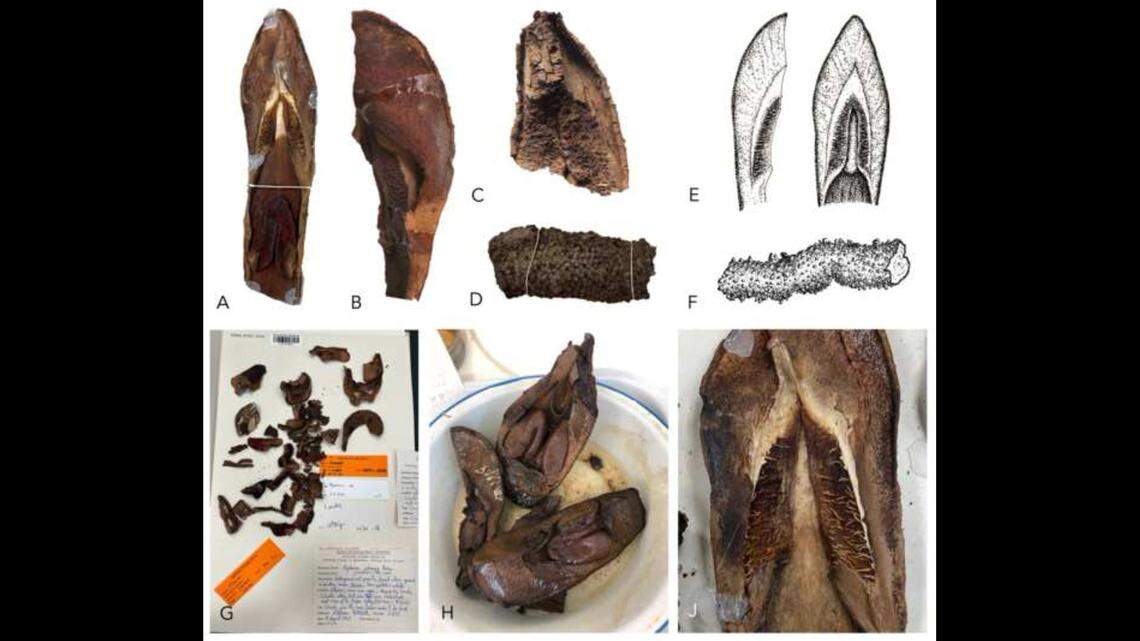 A different petal shape prompted scientists to think this may be a new species.