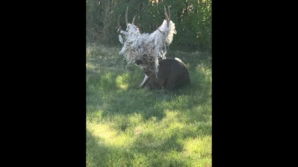 A “huge mass of string” was tangled around a mule deer buck’s antlers in Utah, wildlife officials said.