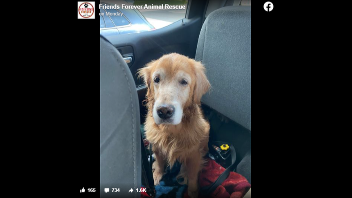 Sophia, a 14-year-old retriever, was surrendered to a New York shelter on June 26.