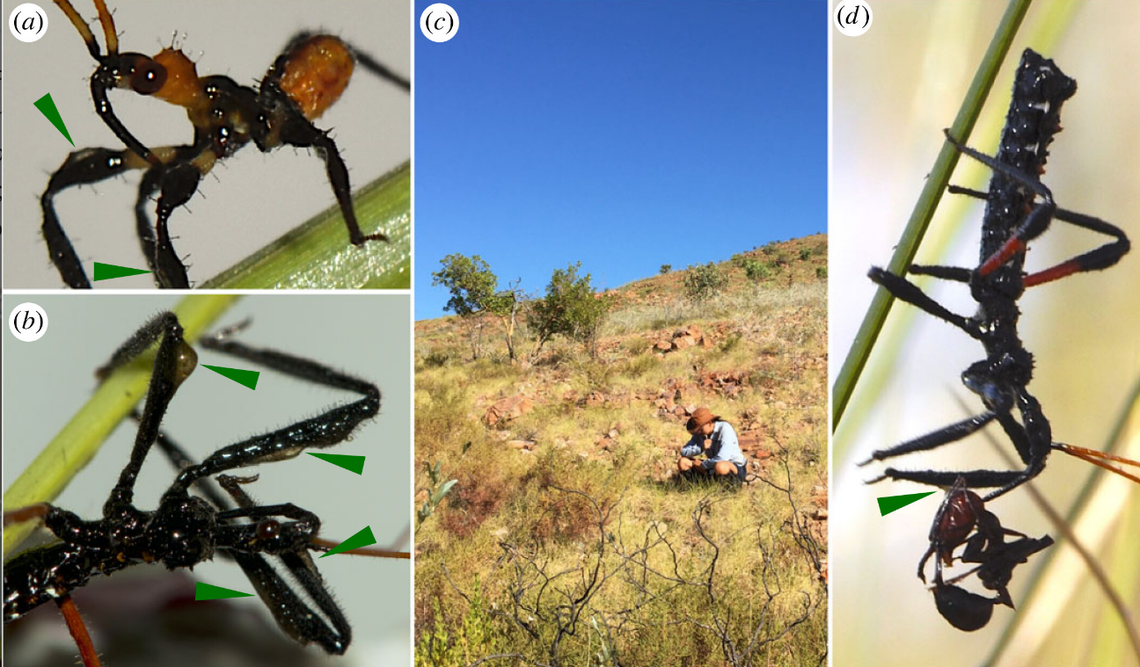 The insect, named Gorareduvius, “meticulously” coats itself in resin before hunting its prey, researchers said.