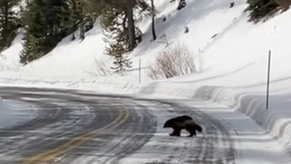 A wolverine emerged in Yellowstone National Park near a tour group.