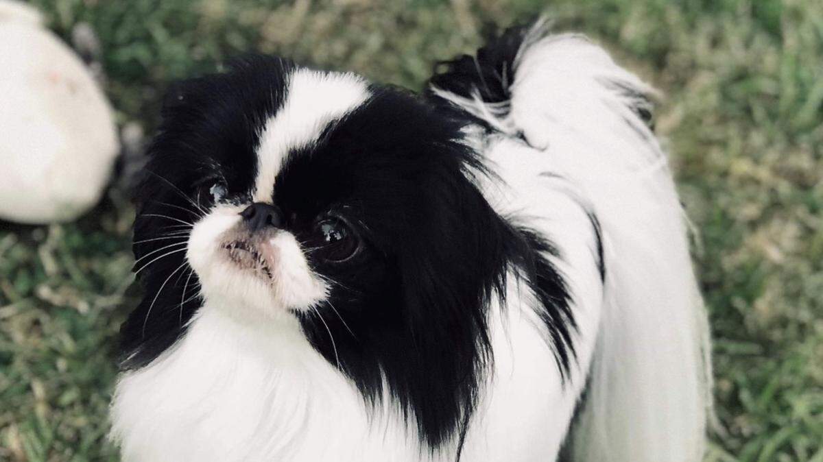 Fierce, an award-winning Japanese Chin, got away in Bakersfield, California, on Jan. 7 as she was being taken to Los Angeles before the prestigious Westminster Kennel Club Dog Show in New York City, her owners said.
