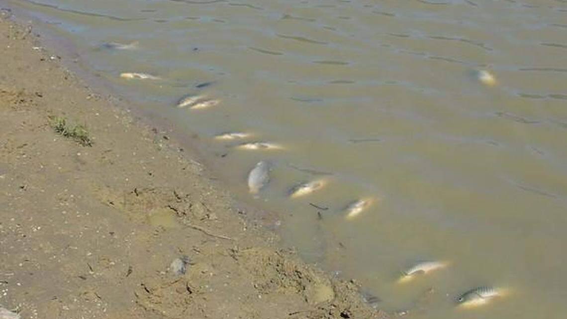 A large fish die off in the Missouri River floodplain near Columbia, Missouri, mostly killed silver carp, an invasive fish species, officials said. Photo from Missouri Department of Conservation.