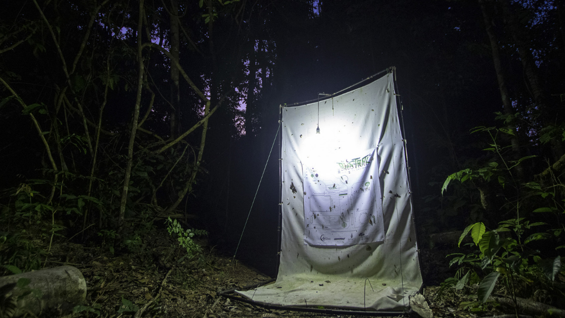 A new species of praying mantis has been discovered in the Amazon rainforest, according to a new study. Researchers captured two specimens in a light trap at night.