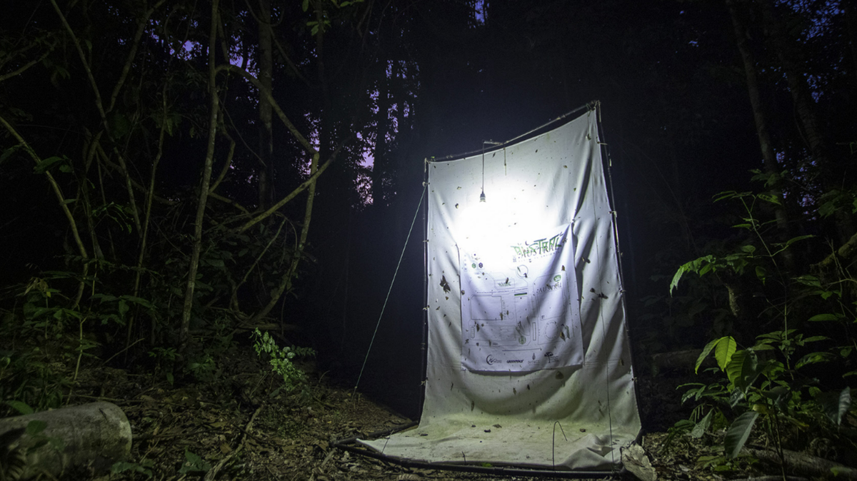 A new species of praying mantis has been discovered in the Amazon rainforest, according to a new study. Researchers captured two specimens in a light trap at night.