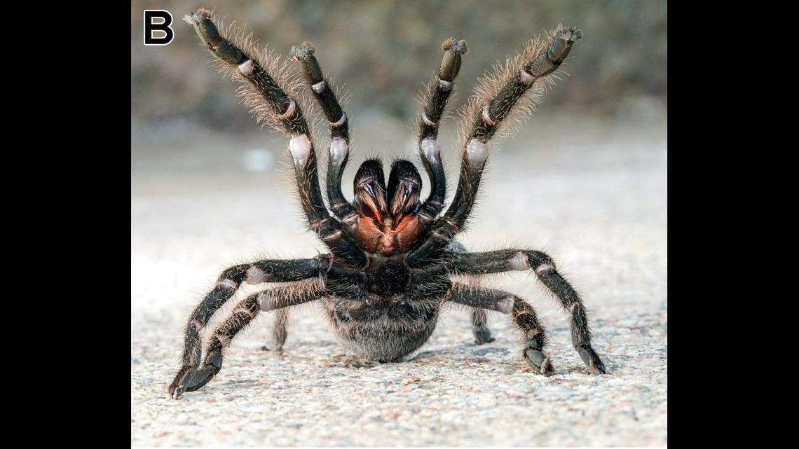 The tarantula is a reddish brown color beneath its woolly layer of hairs.