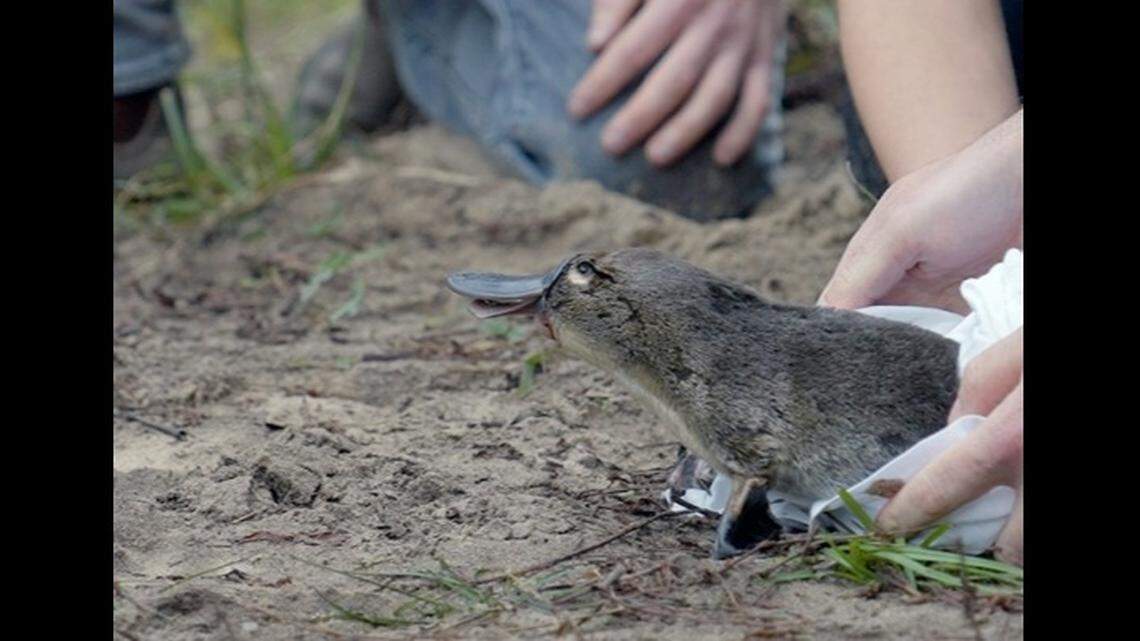A total of six more platypuses will be a part of the reintroduction plan, the university said.