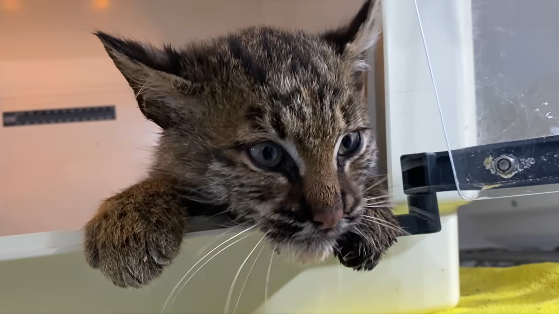 The bobcat kitten was “on death’s door” before Virginia rescuers stepped in to help the baby heal from its dangerous car accident, according to the Southwest Virginia Wildlife Center of Roanoke.