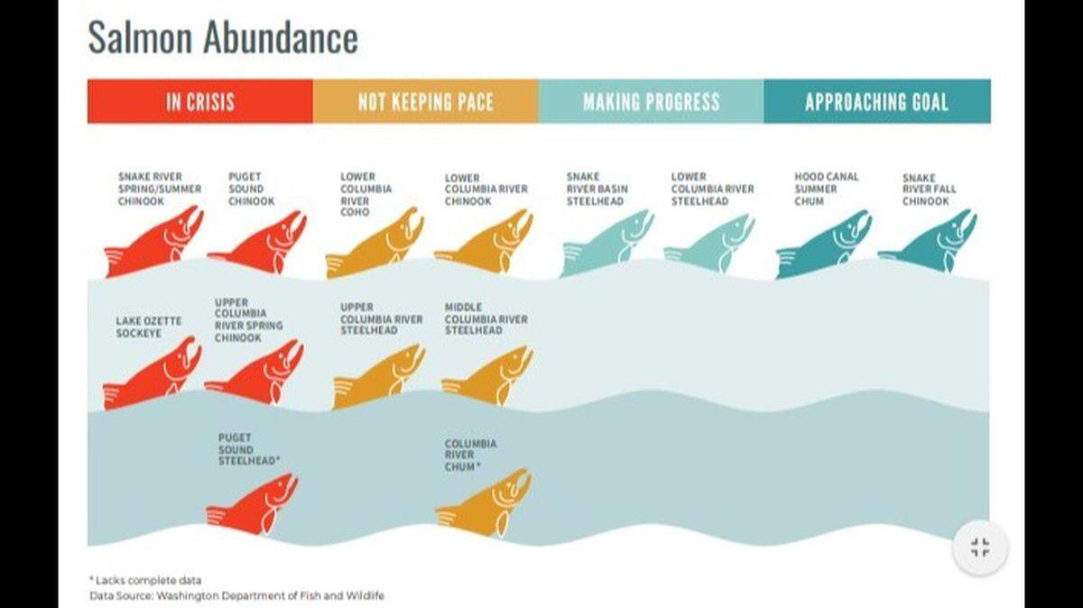 Washington’s salmon population has been at-risk of extinction for years. The 2020 report shows while some populations are faring better, others are getting worse.