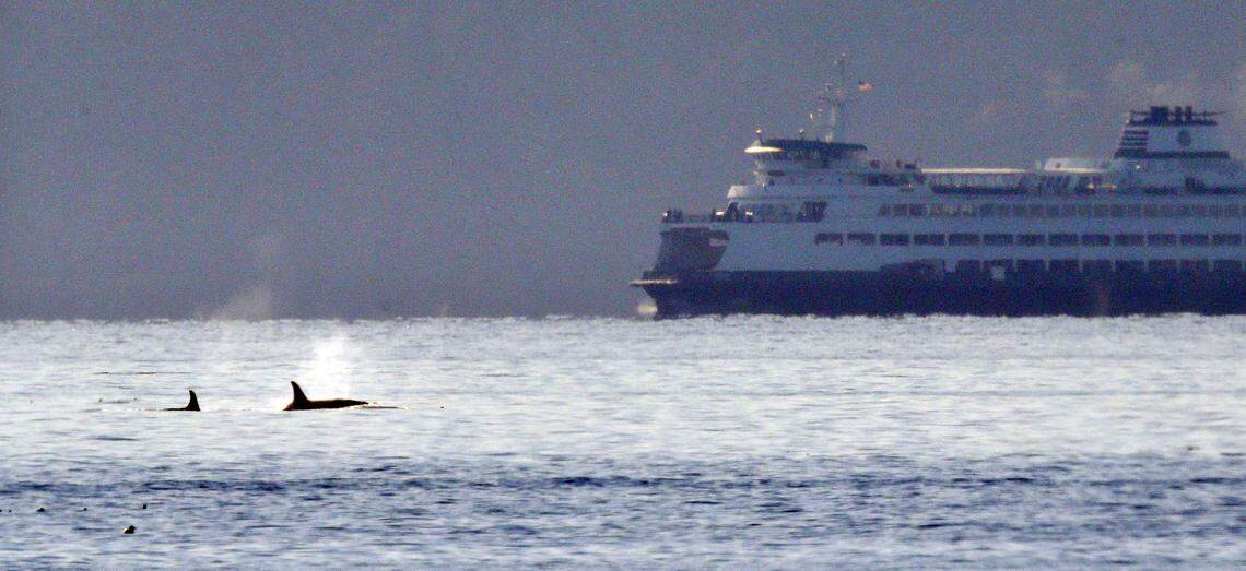 A pair of orcas swim in view of a state ferry crossing from Bainbridge Island toward Seattle in the Puget Sound, as seen some miles away from Seattle in 2013. State officials hope a new app will help protect the endangered whales from ferries.