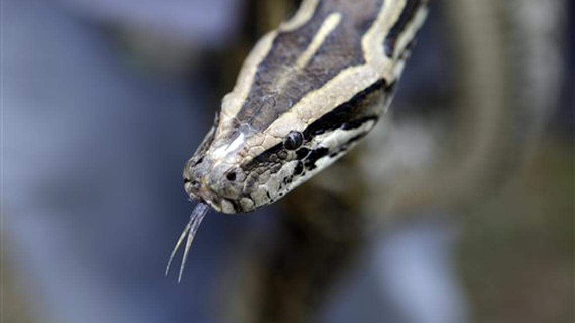 20 ‘free-roaming’ pythons – some as long as 10 feet – seized at Utah home, cops say