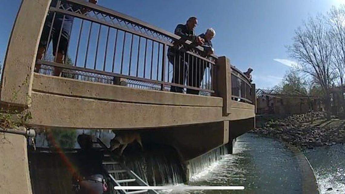 Pueblo Police Department officers rescued a dog trapped under a bridge that was drowning in a river in Colorado. The owner came to pick up the dog at a local shelter.