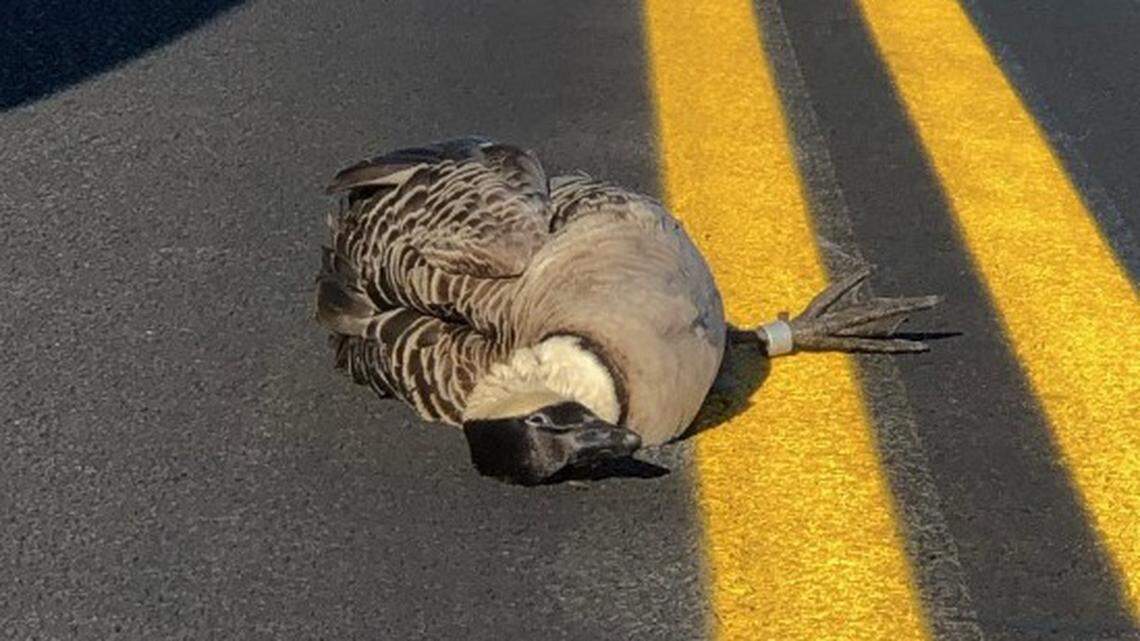 Three nēnē were hit by speeding drivers during mating season in Hawaiʻi Volcanoes National Park, rangers said.