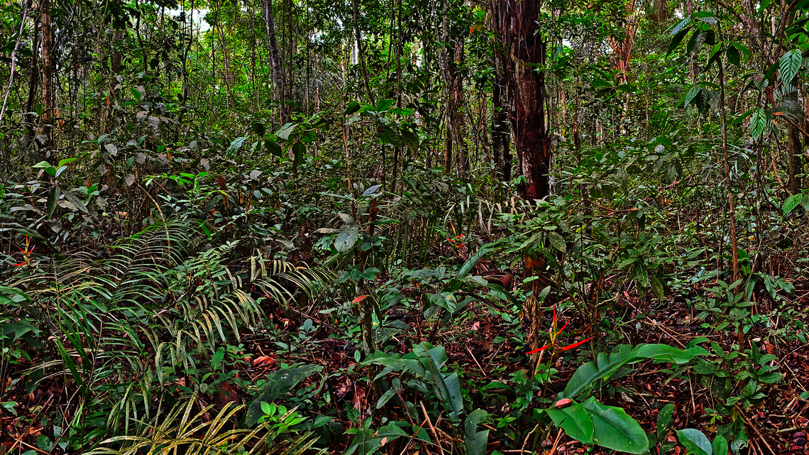 A new species of frog distinguished by its “translucent groin” was discovered in a remote section of Amazonas, Brazil, researchers said.