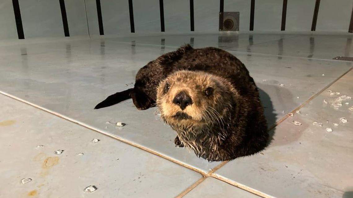 An otter with a suspected shark bite was found on the Oregon coast and brought to an aquarium for care. Aquarium staff said otters are a rare sight in the area.