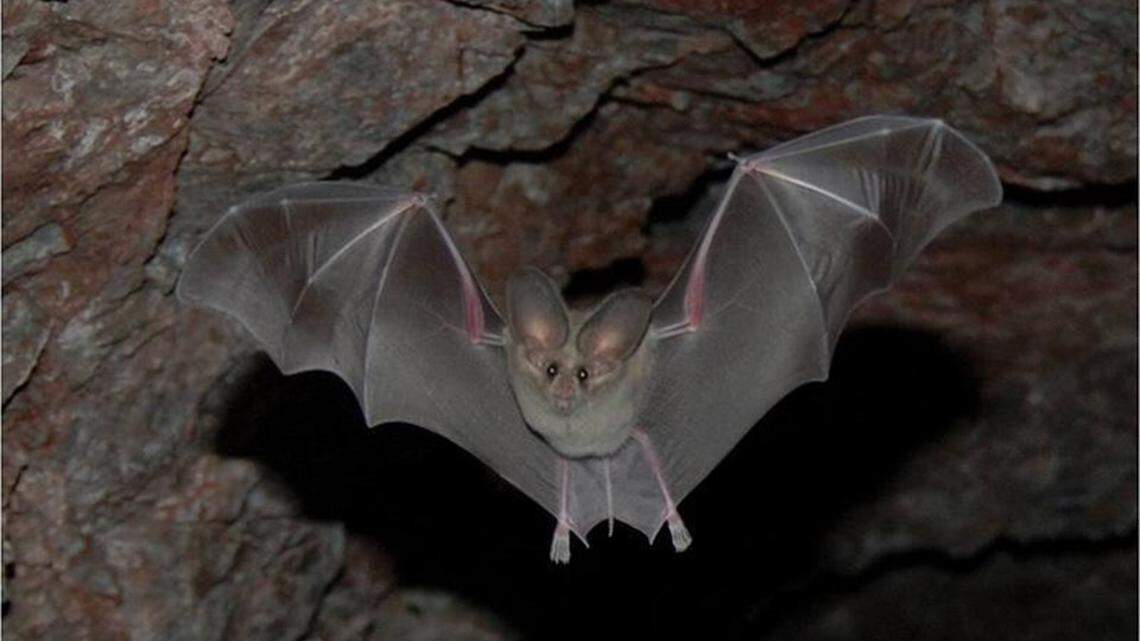 A bat flies in a mine shaft at Lake Mead National Recreation Area. In California, two kids were seen holding a bat that later tested positive for rabies.