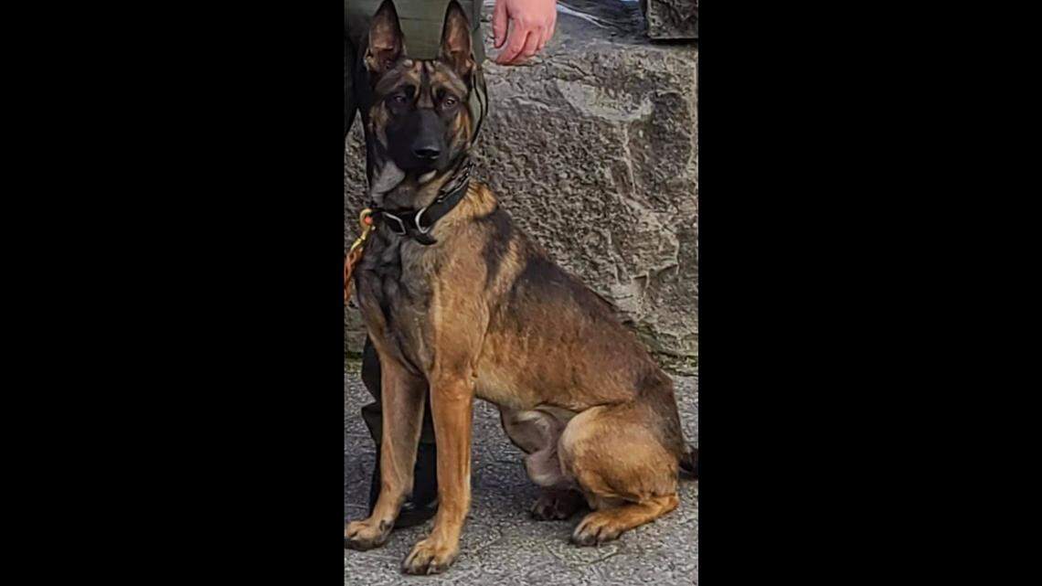 A Gary, Indiana, police officer shot the new K-9 for the Lake County Sheriff’s Office after the dog lunged at the cop during a carjacking arrest, officials say.