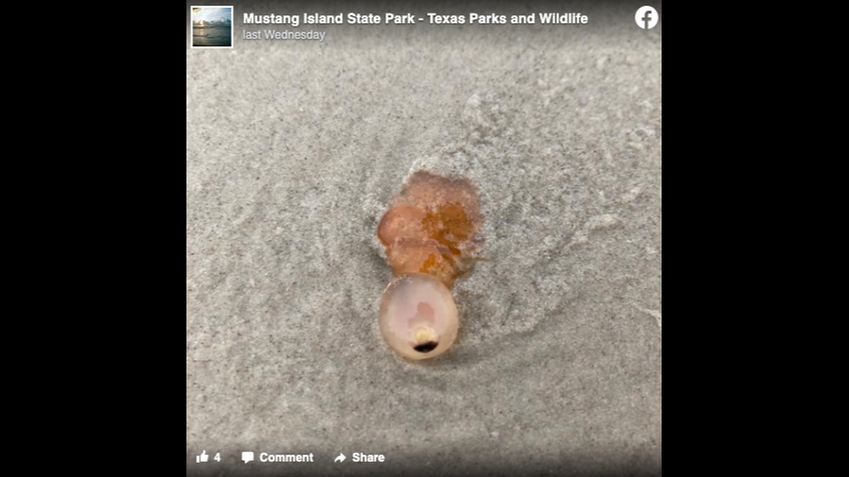 Wildlife officials say “strange” creatures that resemble eyeballs are washing up on beaches near Corpus Christ, Texas. Screengrab from Mustang Island State Park on Facebook.