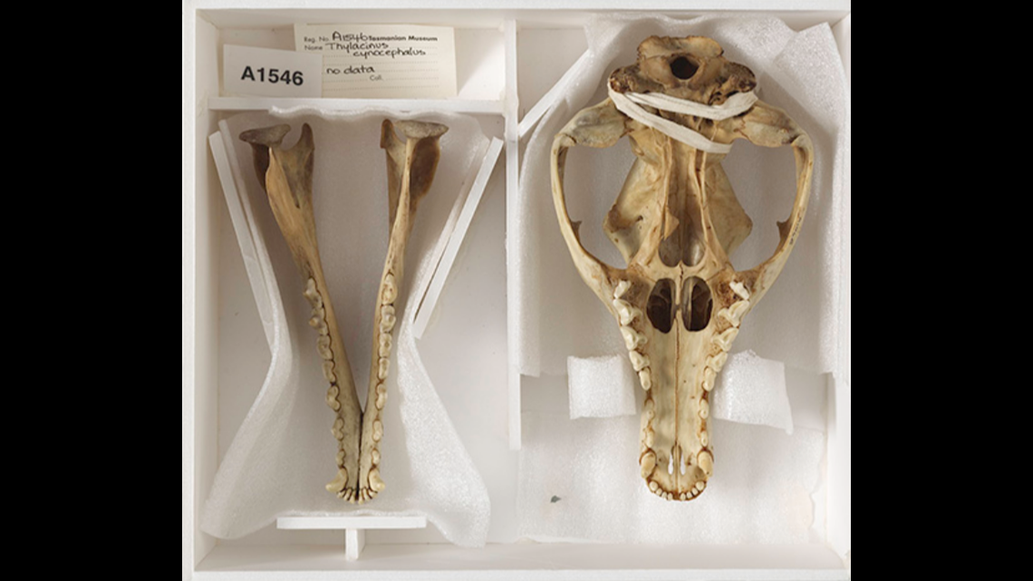 The skull of the last thylacine that was recently rediscovered, according to researchers