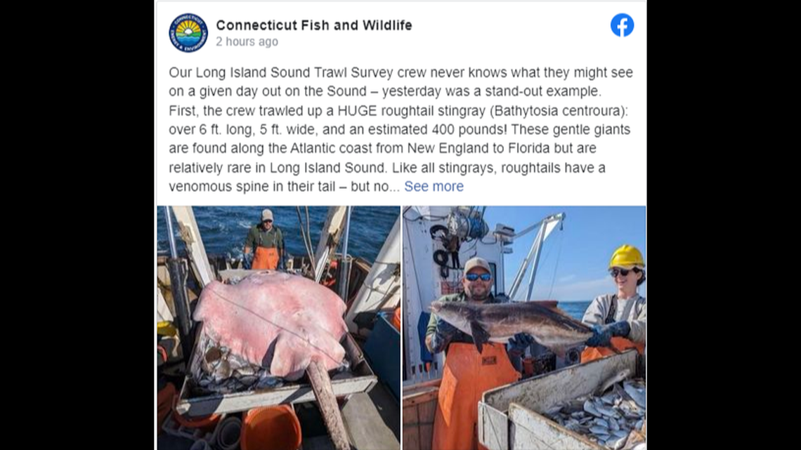 An estimated 400-pound roughtail stingray was pulled up in the Long Island Sound by wildlife officials, photo shows.