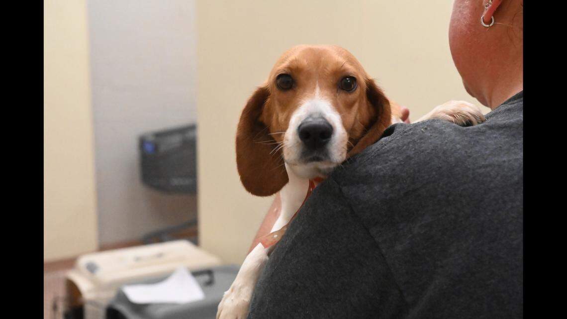 27 beagles rescued from a facility that breeds dogs to be sold to laboratories for testing arrived at the Atlanta Humane Society on June 15, the organization said.