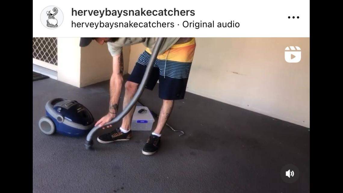 A woman sucked a snake into a vacuum in Australia, video shows. A snake catcher was then called to assist.