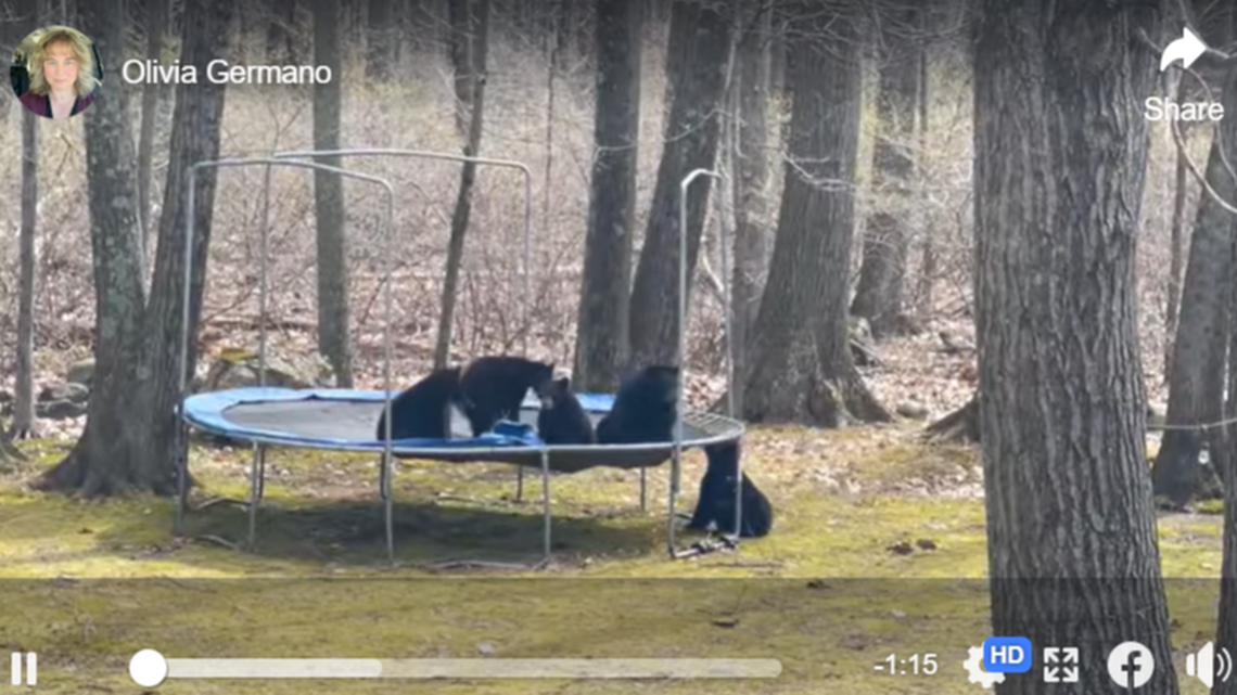 A bear family visits Olivia Germano’s backyard in Connecticut every day, and sometimes uses her trampoline.