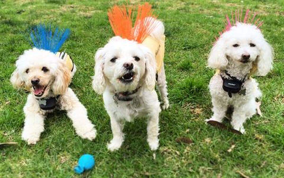 CoyoteVest owners’ three dogs: Cody, Scooter and Sparky.