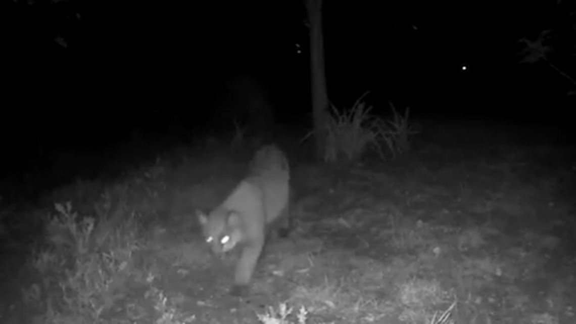 A mountain lion duo has been spotted in the Kingridge Drive neighborhood, police said.