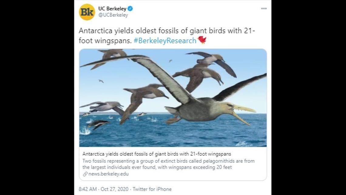 An artist’s depiction of ancient albatrosses harassing a pelagornithid — with its fearsome toothed beak — as penguins frolic in the oceans around Antarctica 50 million years ago.