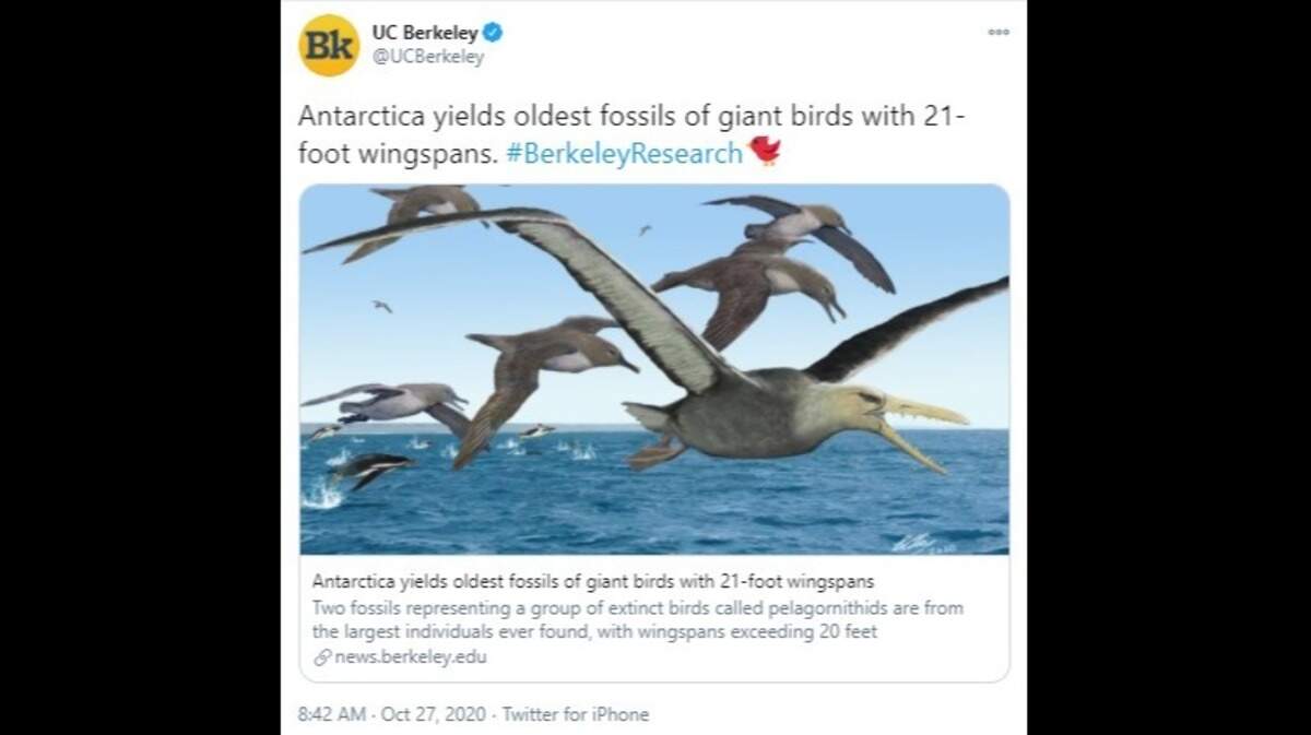 An artist’s depiction of ancient albatrosses harassing a pelagornithid — with its fearsome toothed beak — as penguins frolic in the oceans around Antarctica 50 million years ago.