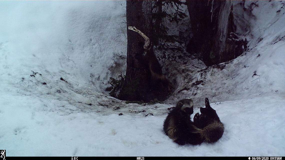 A female adult wolverine plays with a kit on snowy ground, as another kit in the background ascends a tree.