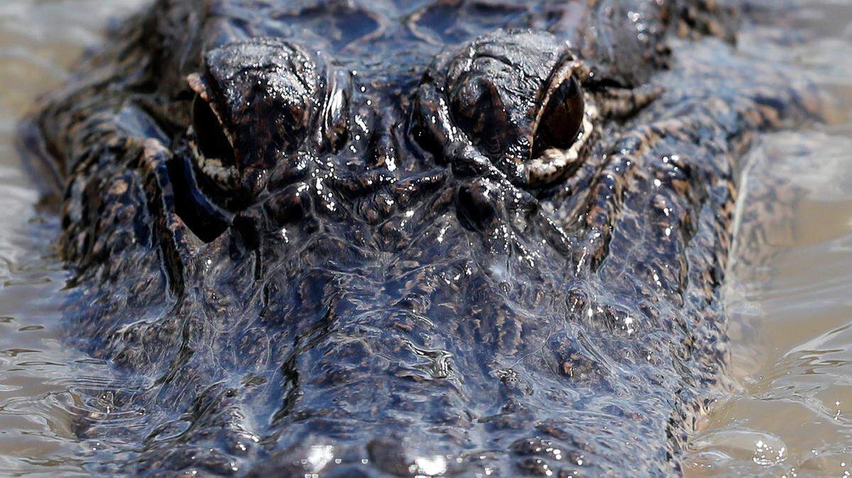 A 7-foot-8-inch alligator was removed from a Florida canal after residents say it ate a cat and a dog. (The alligator is not the one pictured above.)
