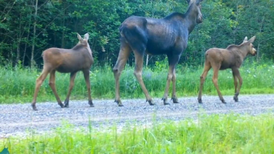 Rare video shows mama moose strutting with twin babies in Minnesota national park