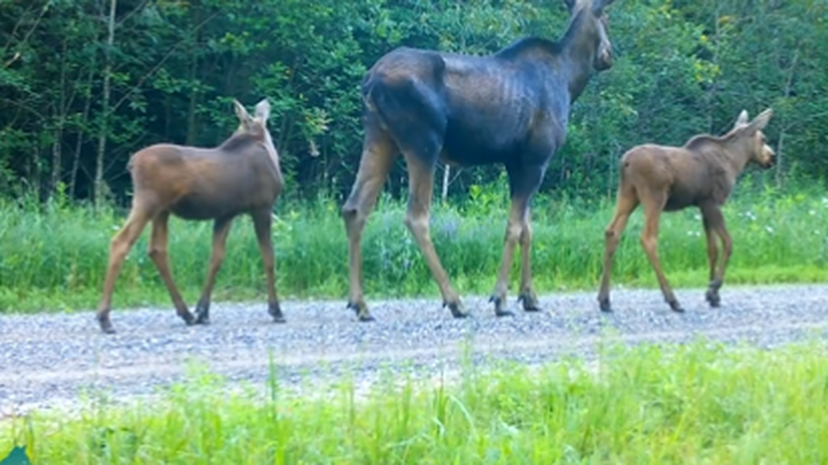 Mama moose with baby twins were spotted in Minnesota’s Voyageurs National Park.