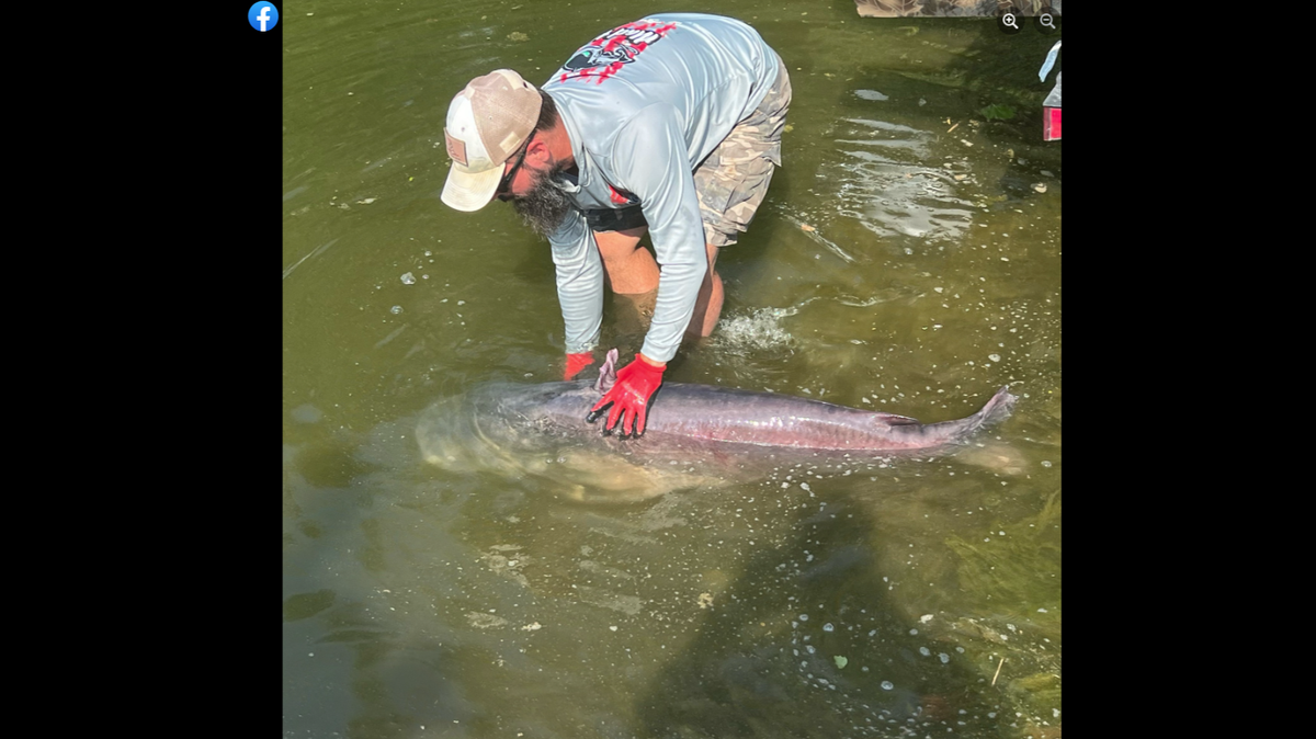 Blue catfish are loved by anglers for their strength and the challenge they bring to the catch, according to NOAA Fisheries.