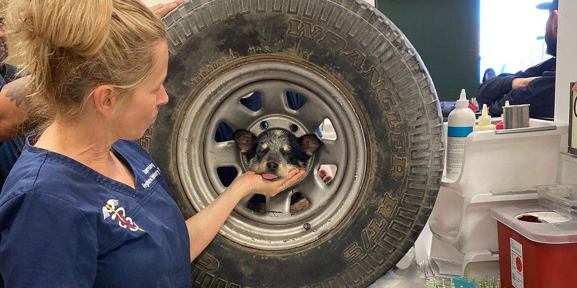 An Australian cattle dog got her head stuck inside a spare tire. She couldn’t get out until local firefighters rescued her.